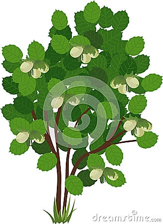 Common hazel Corylus avellana plant with nuts and green foliage Vector Illustration
